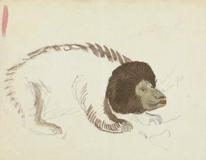 Un Orso da James Sowerby