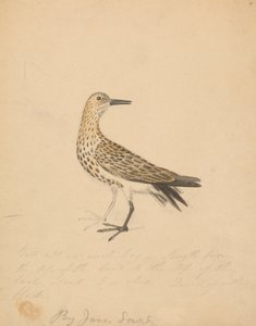 Un uccello da James Sowerby