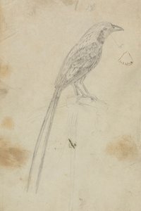 Un Uccello da James Sowerby