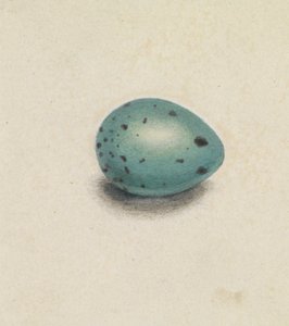 Un Uovo di Uccello