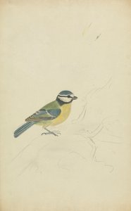 Una Cinciarella da James Sowerby