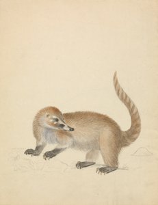 Un coatimundi da James Sowerby