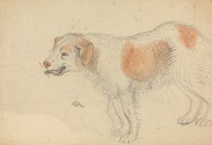 Un Cane