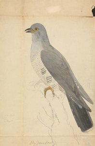 A Dove da James Sowerby
