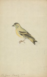 Un fringuello (lucherino?) da James Sowerby
