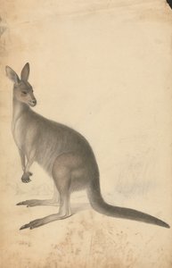 Un canguro con tre canguri sullo sfondo da James Sowerby