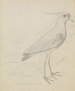 Un pavoncella da James Sowerby