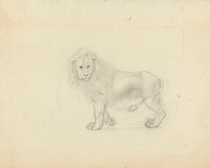 Un leone