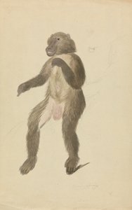 Un mandrillo da James Sowerby