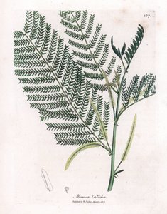 Acacia catechu da James Sowerby