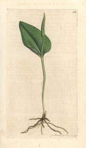 Lingua di serpente, Ophioglossum vulgatum da James Sowerby
