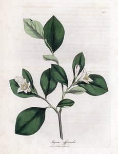 Storace, Styrax officinalis da James Sowerby