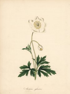 Anemone dei boschi, Anemone sylvestris. Tratto da un