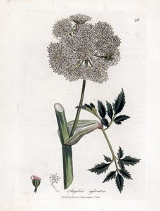Angelica selvatica - Angelica sylvestris. Incisione a mano colorata su rame da un
