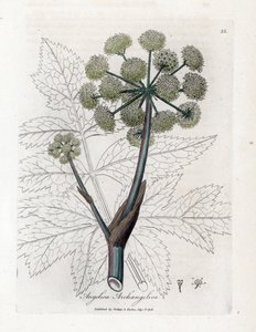 Angelica vera o officinale o arcangelica - Angelica archangelica. Incisione a mano colorata su rame da un