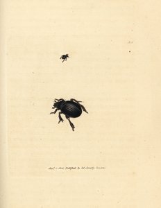 Coleottero Aphodius arenarius