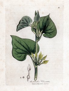 Aristolochia clematitis da James Sowerby