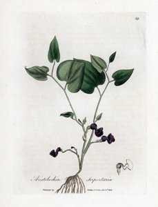 Aristolochia varieta - Aristolochia serpentaria. Incisione a mano colorata su rame da un