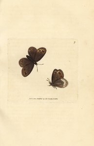 Marrone di Arran, Erebia ligea da James Sowerby