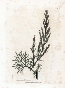 Aurone o citronella o assenzio - Artemisia abrotanum. Incisione a mano colorata su rame da un