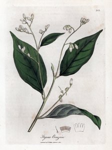 Benzoino - Styrax benzoin. Incisione a mano colorata da un