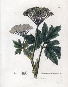 Benzoin or Imperatory - Imperatoria comune, Imperatoria ostruthium da James Sowerby