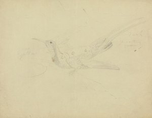 Uccello del paradiso da James Sowerby