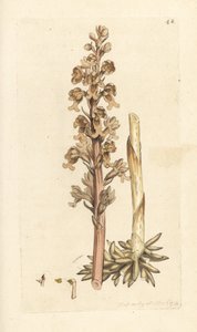 Neottia nidus-avis. Incisione a mano colorata su rame da un