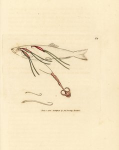 Parassita copepode ematofago sull
