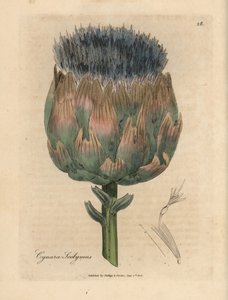 Carciofo a fiori blu e viola, Cynara scolymus da James Sowerby