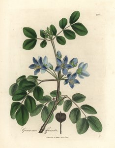 Guaiacum officinale a fiore blu da James Sowerby