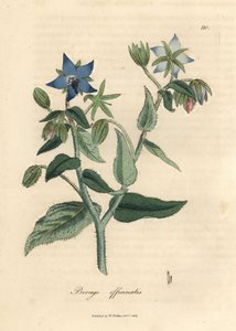 Borragine a fiori blu Borago officinalis da James Sowerby