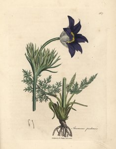 Anemone pratensis a fiori blu da James Sowerby