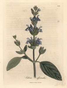 Salvia a fiori blu Salvia officinalis da James Sowerby