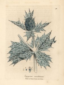 Eryngium maritimum a fiori blu, Eryngium maritinum