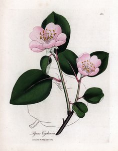 Tavola botanica: fiori e frutti di cotogno (Cydonia oblonga) da James Sowerby