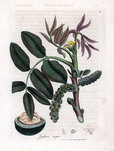 Tavola botanica: foglie, piante e frutti di noce da James Sowerby