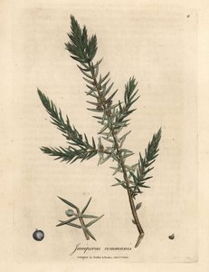 Ramo e bacche del ginepro comune Juniperus communis