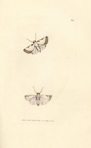 Bellezza di Brixton, Acontia nitidula da James Sowerby