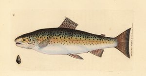 Trota fario, Salmo trutta fario (Trota gillaroo, Salmo fario) da James Sowerby