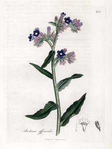 Bugloss officinale, Anchusa officinalis da James Sowerby