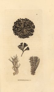 Bugulina avicularia da James Sowerby