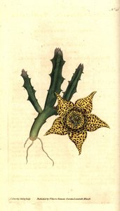 Cactus variegato