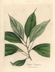 Albero di canfora, Laurus camphora da James Sowerby