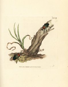 Scarabeo Carabus nitens. Incisione a mano colorata a rame di James Sowerby da The British Miscellany, o Figure colorate di soggetti animali nuovi, rari o poco conosciuti