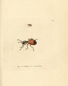 Coleottero Carabus rotundicollis da James Sowerby