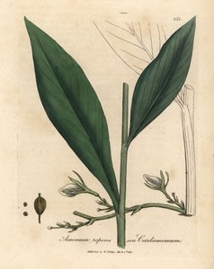 Cardamomo, Elettaria cardamomum da James Sowerby