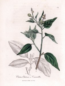 Cascarille officinale o legno di quinquina falso - Cascarilla, Croton (Clutia) eluteria da James Sowerby