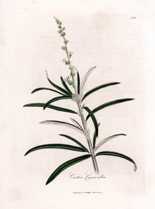 Cascarilla, Croton eluteria da James Sowerby