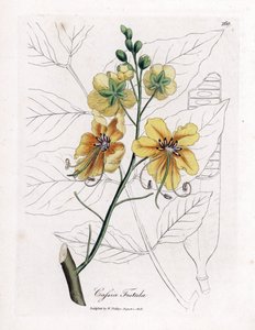Cassia, falso senna, falso carrubo, pioggia dorata o canefier - Cassia fistula. Incisione a mano colorata su rame da un